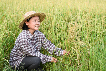 Obraz premium Portrait of asian elderly senior female farmer holds sickle, sits in the middle rice paddy field and harvesting, soft and selective focus.