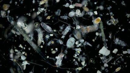 Diverse zooplankton and plankton of the Indian Ocean under the microscope