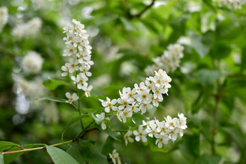 White flowers of the common chrem prúnus pádus or Bird cherry raceme