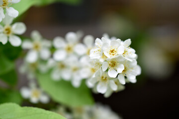 White flowers of the common chrem prúnus pádus or Bird cherry raceme