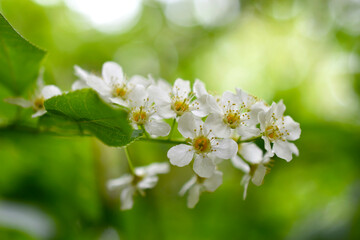Fototapeta premium White flowers of the common chrem prúnus pádus or Bird cherry raceme