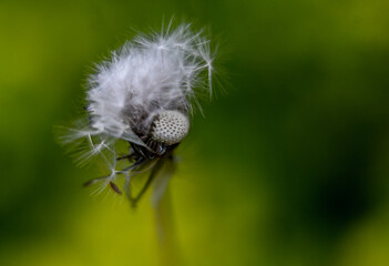 Macro photography of plants in sunny spring day.