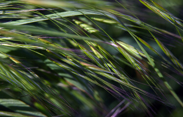 Macro photography of plants in sunny spring day.