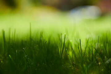 Beautiful nature background. Fresh grass scene and dew in morning time.