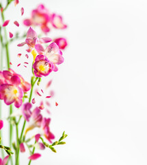 Pink flowers with green stems at white backdrop. Floral nature background. Front view.