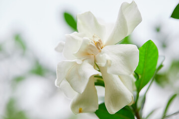 Naklejka na ściany i meble Close-up of white gardenia jasminoides flower blooming in the garden