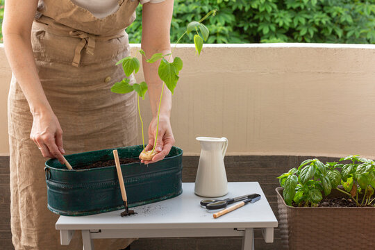 Woman hands planting a bean plant on balcony. Gardening. Home grown vegetable. Croped image.