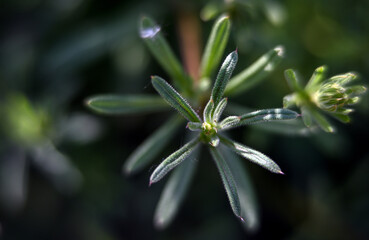 Macro photography of plants in sunny spring day.