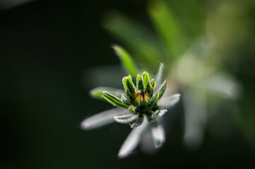 Macro photography of plants in sunny spring day.