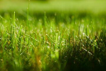 Beautiful nature background. Fresh grass scene and dew in morning time.