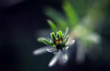 Macro photography of plants in sunny spring day.