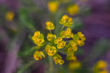 Macro photography of plants in sunny spring day.