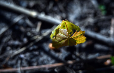 Macro photography of plants in sunny spring day.