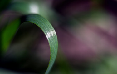 Macro photography of plants in sunny spring day.