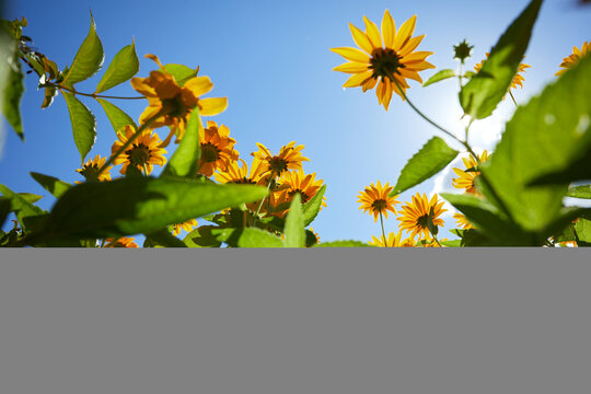 Yellow Flowers Over Blue Sky