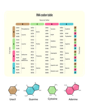 RNA codon table vector. Genetic code table. Uracil, Guanine, Cytosine and Adenine.