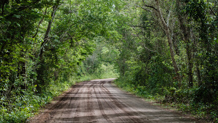 Fototapeta na wymiar sand road into the jungle forest of Yucatan