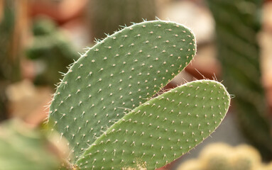 Cactus plant in the arboretum.