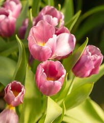 Obraz premium Beautiful pink tulip flower in nature.