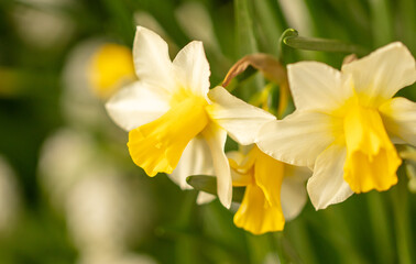Fototapeta na wymiar Yellow narcissus flower in nature.