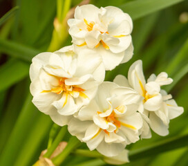 Beautiful white flower in nature.