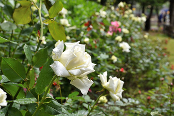 Fototapeta premium バラの花 薔薇 瑞々しい 雨上がり 水も滴る 背景素材