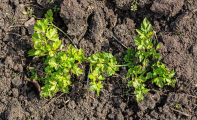 Green parsley leaves in the ground in early spring.