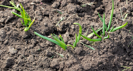 Sprouting of onion sprouts in the ground in early spring.
