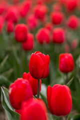 Tulips in Netherlands