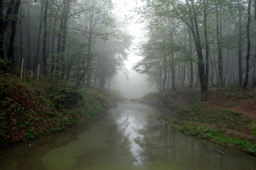 misty morning in the forest