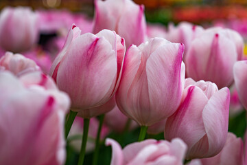 Tulips in Netherlands - pink tulips resting on each other