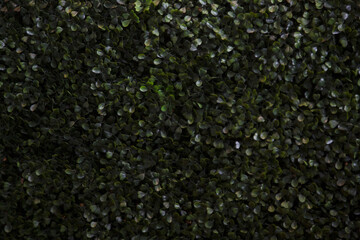 close up of green moss ,background image,green background.