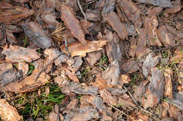 Pine bark on the ground as a background.