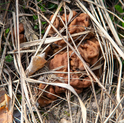 Mushroom lines giant in the forest.