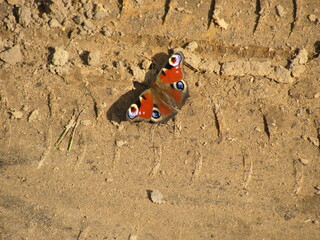 Butterfly peacock eye on the soil