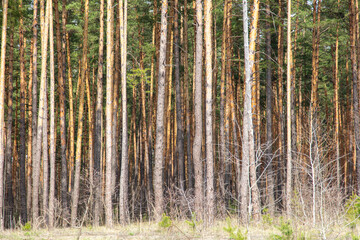 Trunks of coniferous trees in the forest as a background.