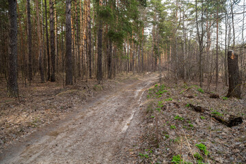 Dirt road in the forest in spring.