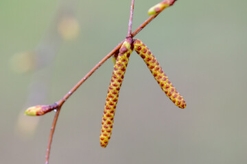 Flower buds on a birch branch in early spring.