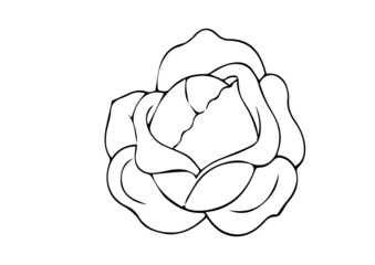 illustration of  cabbabe plant best graphics design in vector art