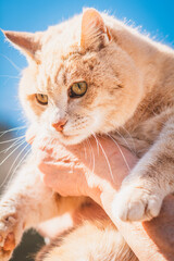 Obraz premium Hauskatze