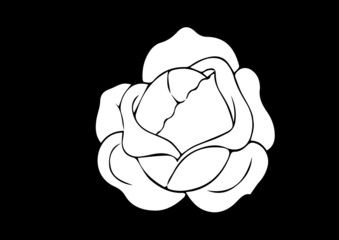 illustration of  cabbabe plant best graphics design in vector art