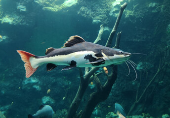 Fototapeta premium Catfish fish swims in the water