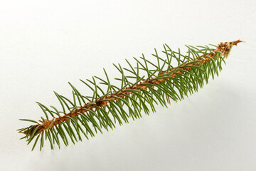 pine branch isolated on white background