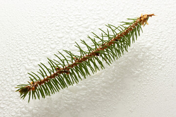 pine branch isolated on white background