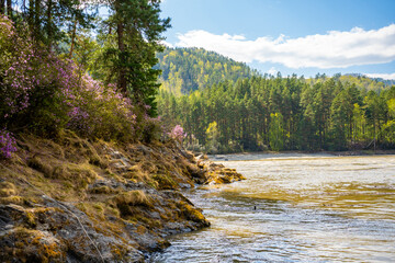 Manzherok rapids in the Altai Mountains. Maralnik bush on the bank of the Katun River, Siberia, Russia