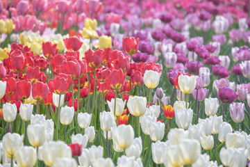 北海道札幌市滝野すずらん丘陵公園のチューリップ畑 / Tulip field in Takino...