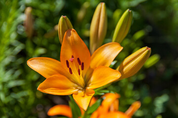 Beautiful flowering lilies