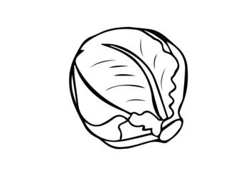 illustration of  cabbage best graphics design in vector art