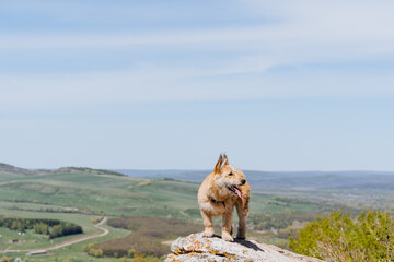 A happy dog stands on a rock in nature, a walk with a pet, a red dog walks by himself, a portrait...