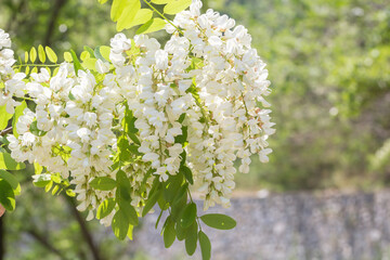 Outdoor spring blooming Sophora japonica flowers ，Sophora japonica Linn.